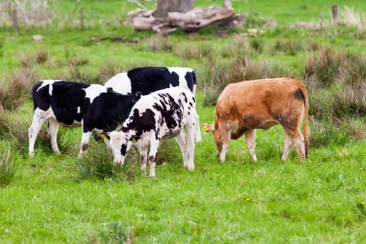 Herd of cows.  Cows on the field