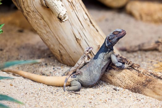 Lizard family