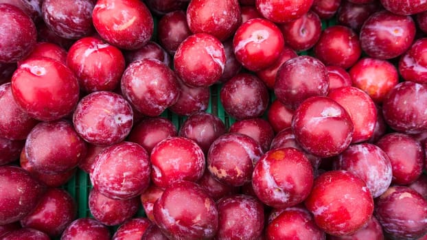 Ripe Plums Background.  Fresh ripe red plums