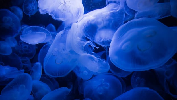 blue jellyfish