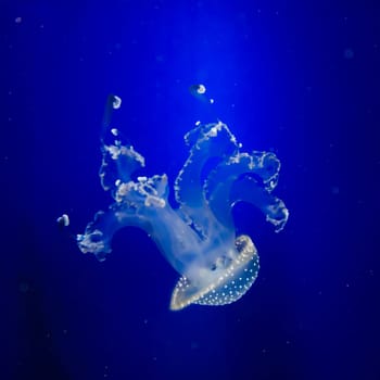 blue jellyfish