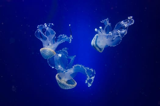 blue jellyfish