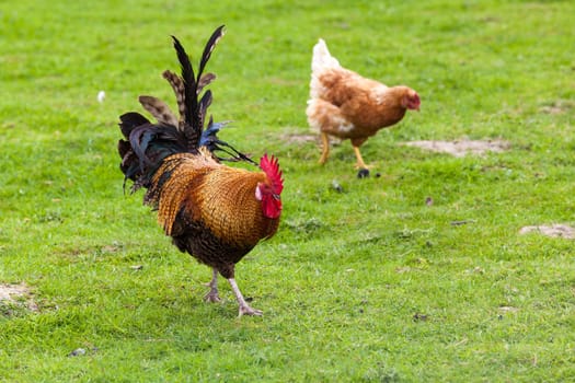 Rooster on farm