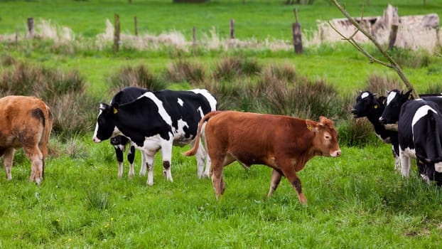 dairy cow. Cow grazing on a green meadow.