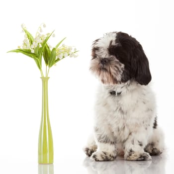 Shih Tzu puppy