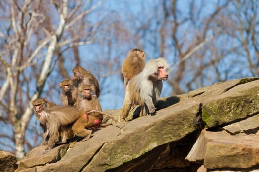 monkey family