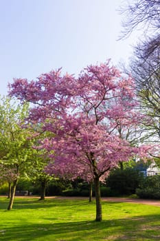 Beautiful park.  Beautiful landscape. Garden