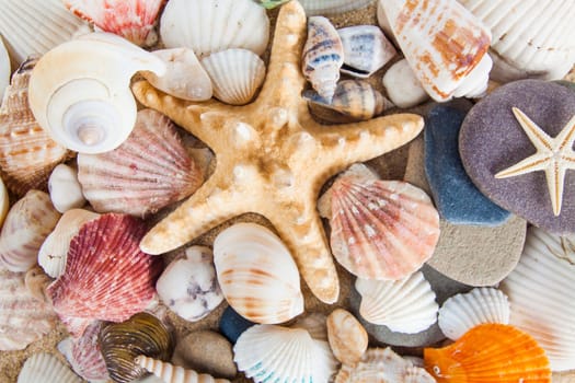 variety of sea shells