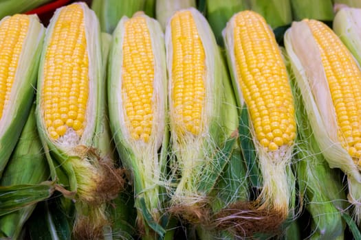Fresh organic corn. Sweet Corn pile. Corn for sale at farmers market
