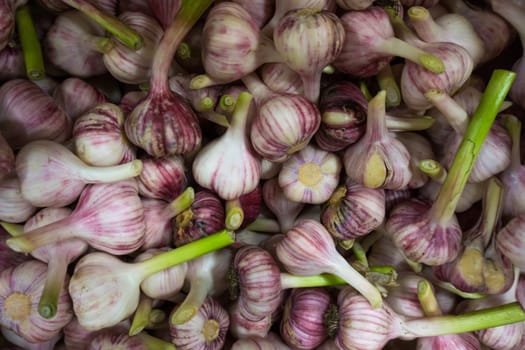 Fresh Garlic.  Garlic pile for background