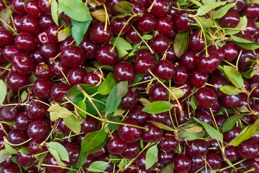 Background of ripe cherries.  Cherry selection