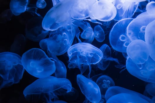 transparent jellyfish