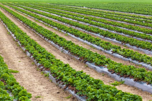 strawberry field