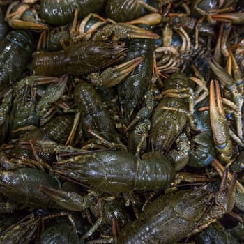 Live crayfish.  fresh crayfish