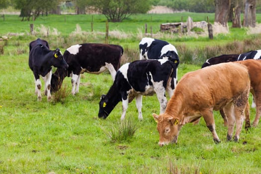 Herd of cows.  Cows on a green field.  cows on meadow