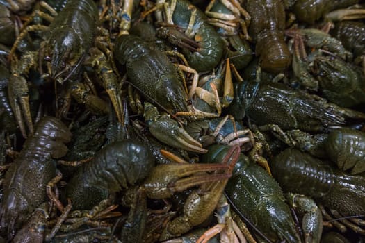 Live crayfish.  fresh crayfish