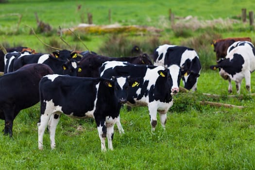 Herd of cows.  Cows on a green field.  cows on meadow