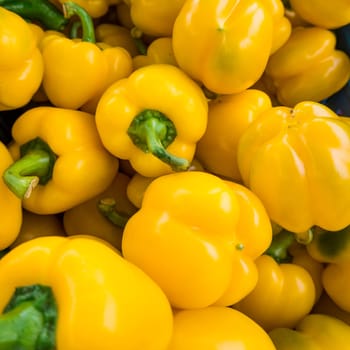 Background of Yellow Pepper. Heap Of Ripe Big Yellow Peppers