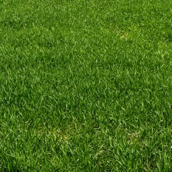 Green grass texture from a field