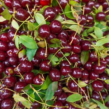 Background of ripe cherries.  Cherry selection