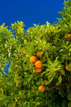 Orange tree. oranges hanging tree. Ripe tangerines on a tree branch.