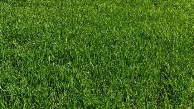 Green grass texture from a field