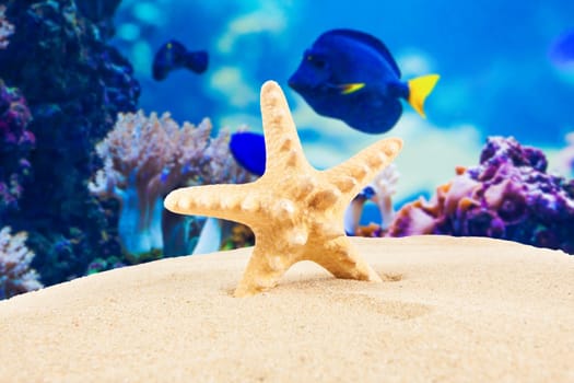 sandy beach.  Starfish on the Beach.  Summer Time