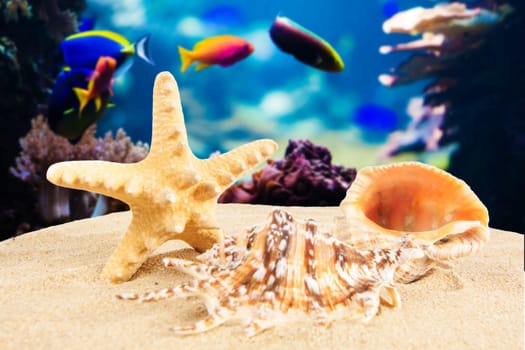 Summer concept.  starfish on a beach