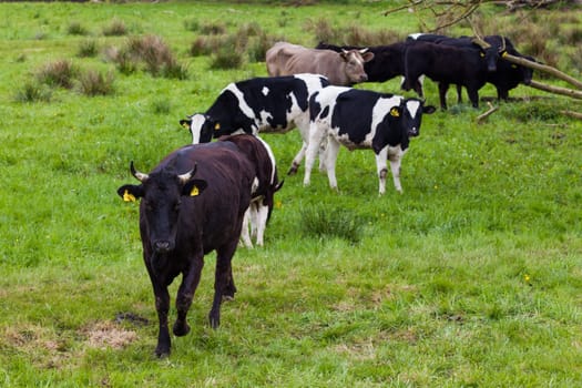 Herd of cows.  Cows on a green field.  cows on meadow