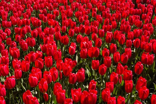 Tulip. Beautiful bouquet of tulips. colorful tulips. tulips in spring,colourful tulip