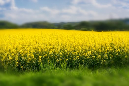 Flowering rapeseed field with beautiful blue sky in the background.. Symbol for green energy..