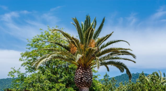 Palm - Perfect palm tree against a beautiful blue sky..