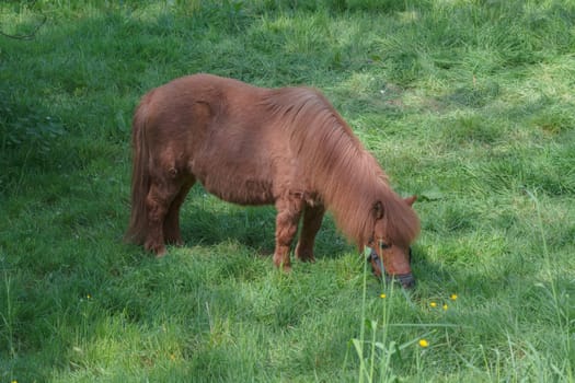 Beautiful brown pony on a pasture in summer..