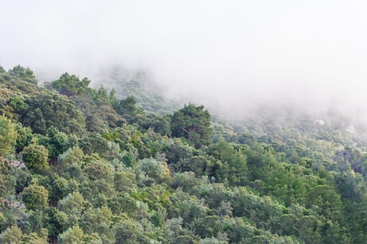 Wooded mountainside with low-lying cloud enveloped in fog a picturesque landscape view.
