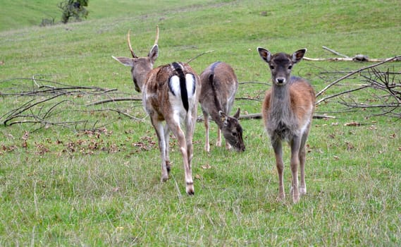deer
