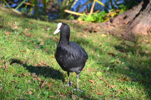Eurasian Coot