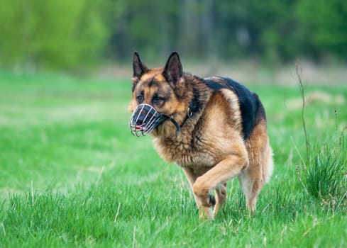 police german shepherd dog running on grass