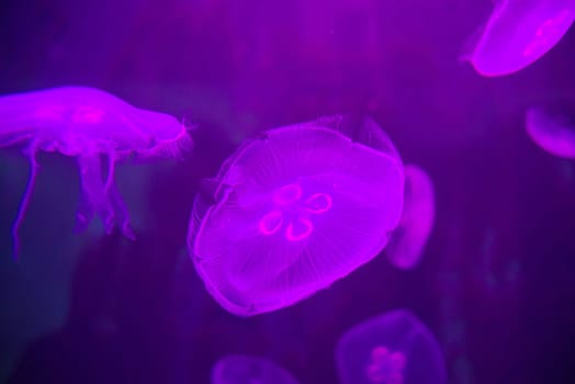 small jellyfish illuminated with violet light,high iso