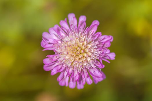 Field widow's flower - Knautia arvensis - Flower in a macro image