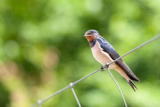 Smoky Swallow - Hirundo rustica - Young animal sitting on a fence
