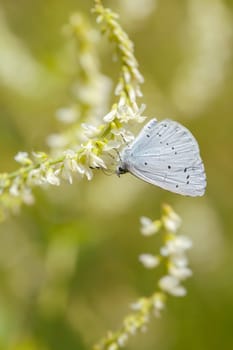Faulbaumbläuling - Celastrina argiolus in a macro image
