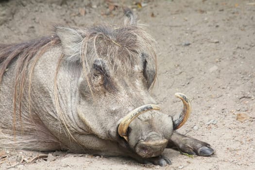 The warthog (Phacochoerus africanus) is a species of mammal native to many parts of Africa.