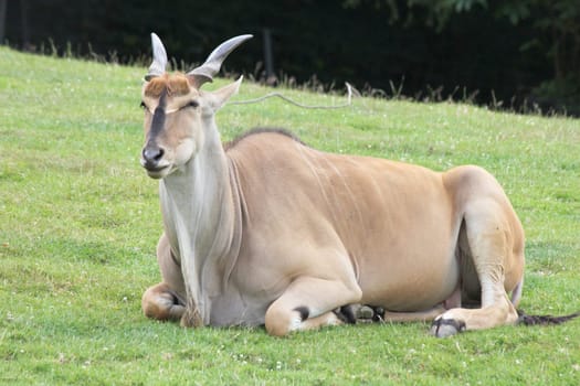 The Elk Antelope (Taurotragus oryx),also known as Eland,is an antelope living in Africa.