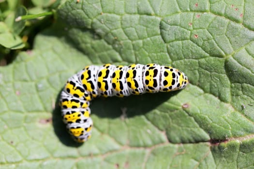 The caterpillar of a mullein monk (Shargacucullia verbasci),a moth.