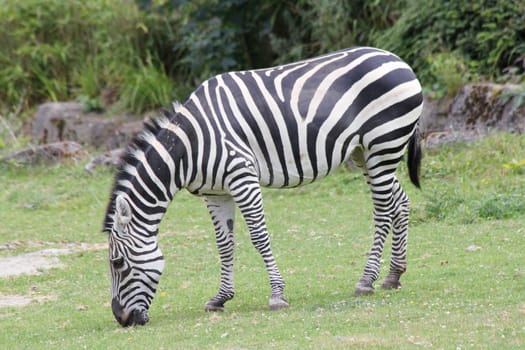 The steppe zebra,(Equus quagga) is a wild animal living in Africa.