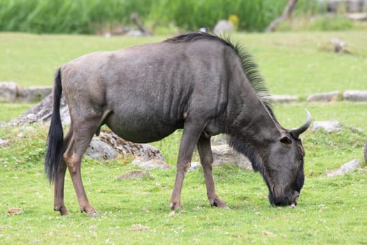 The wildebeest (Connochaetes) is a genus of African antelope that lives in large herds.