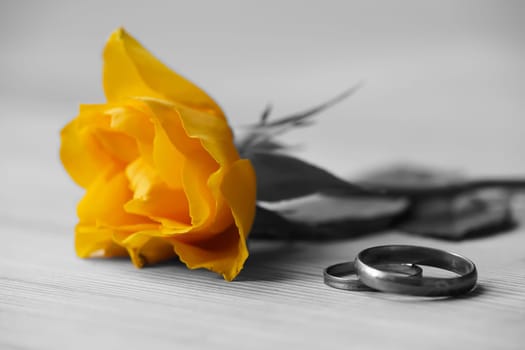 yellow rose and wedding rings lie on a table