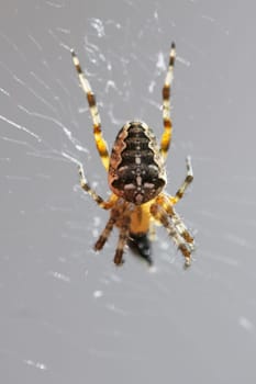 A garden cross spider (Araneus diadematus) in its web.