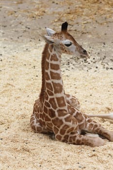 a portrait of a giraffe (Giraffa camelopardalis).