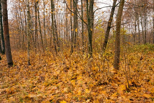 the trees growing in the wood in an autumn season. on the earth the fallen-down yellow foliage lies